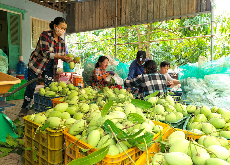 Thành phố Cao Lãnh phát triển nông nghiệp đô thị